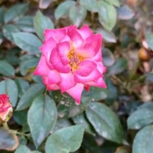 Meet your Posher, Traygor